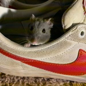 Meet your Posher, Nathan